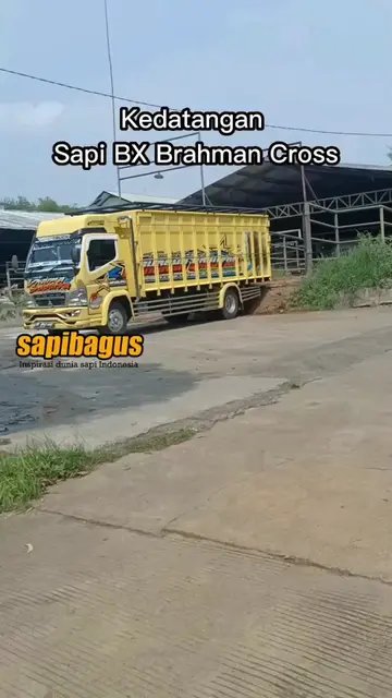 Kedatangan-Sapi-BX-Brahman-Di-RPH